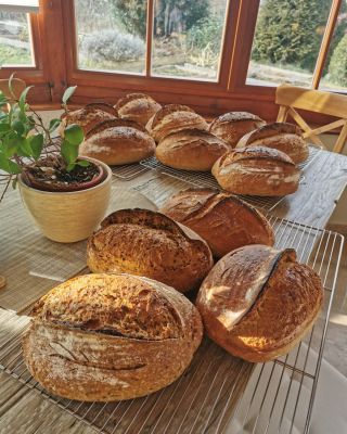 Pár fotek z posledního pekařského kurzu a několik informací k nadcházejícím kurzům. První důležitá informace: domlouvám...